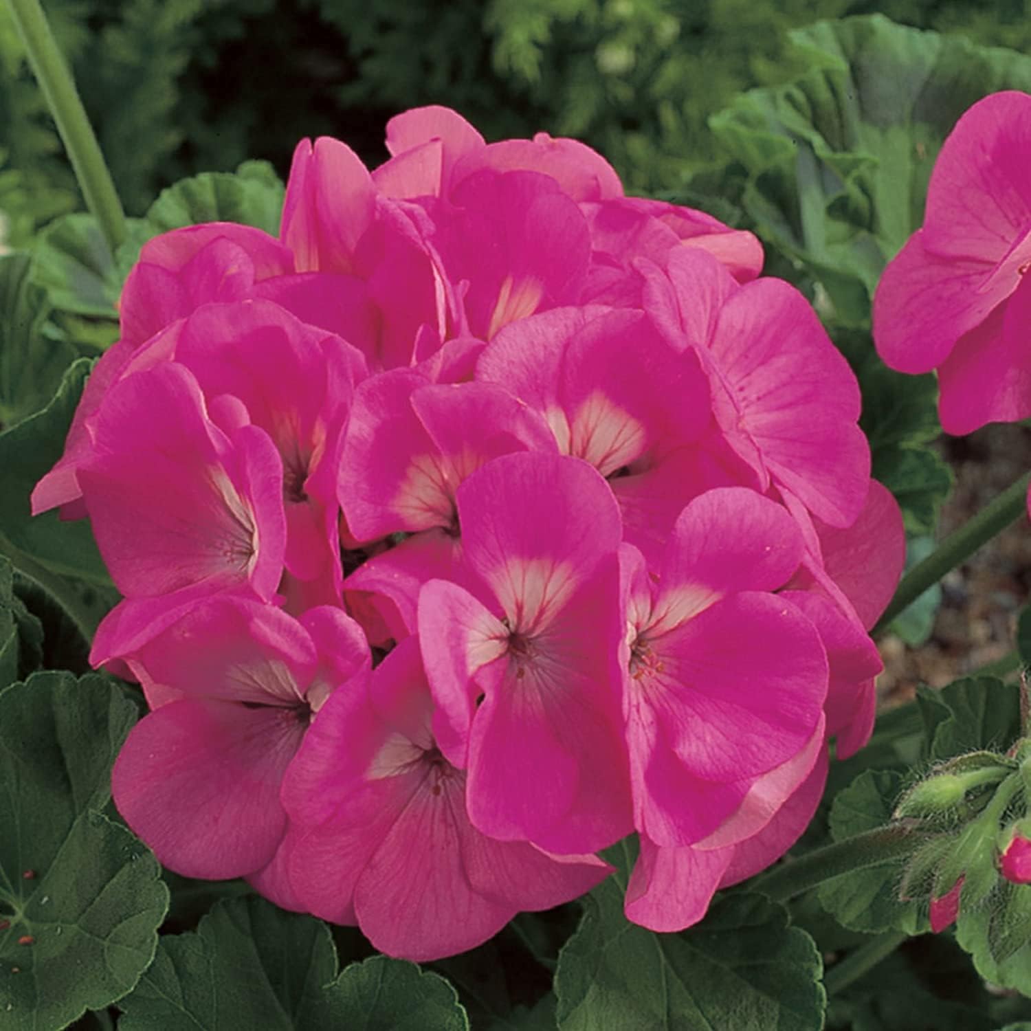 Geranium Flower Seeds – Pink Blooms | Up to 50%