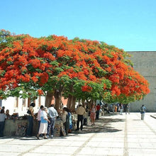 Royal Poinciana Seeds