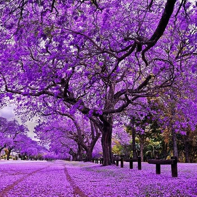 Jacaranda Mimosifolia Seeds – Blue-Purple Flowering Ornamental Tree – Up to 50%