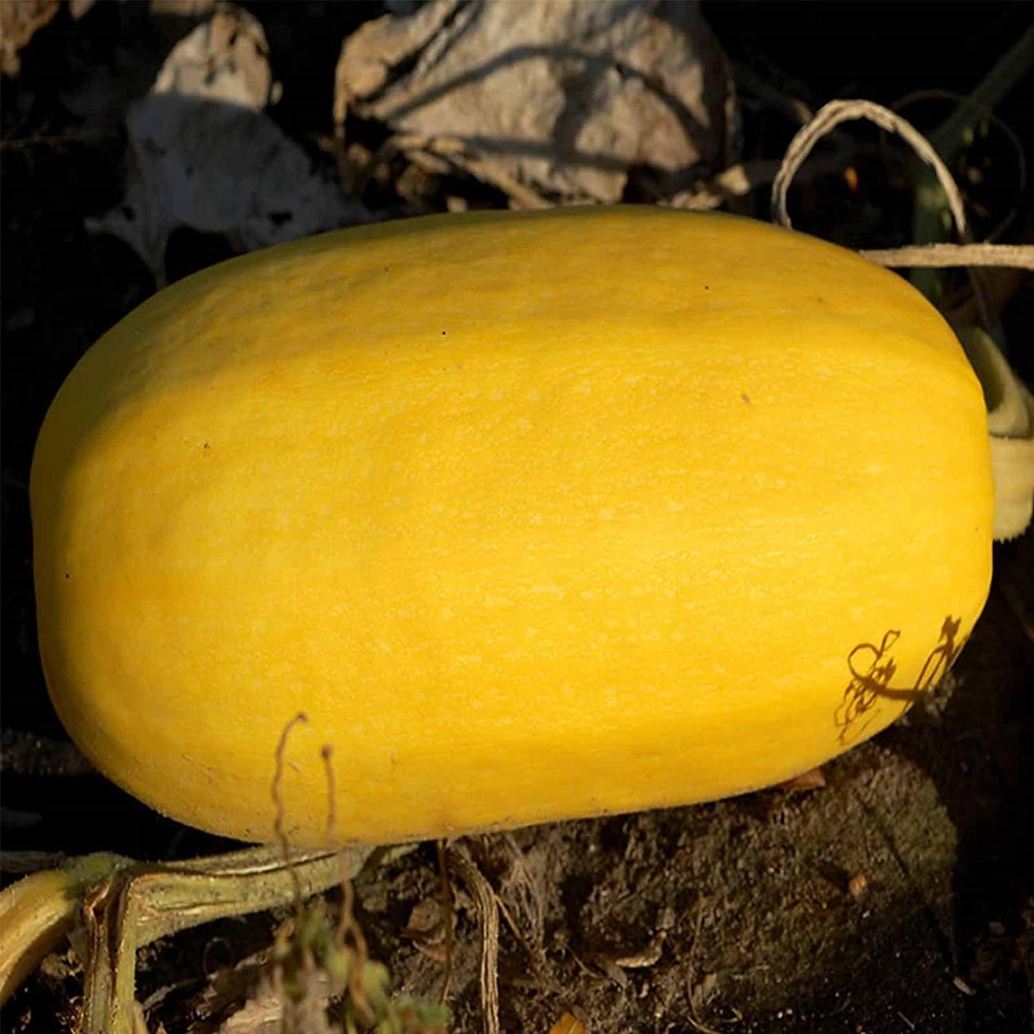 Organic Spaghetti Squash Seeds – Heirloom Winter Vegetable | prime day up to 50%