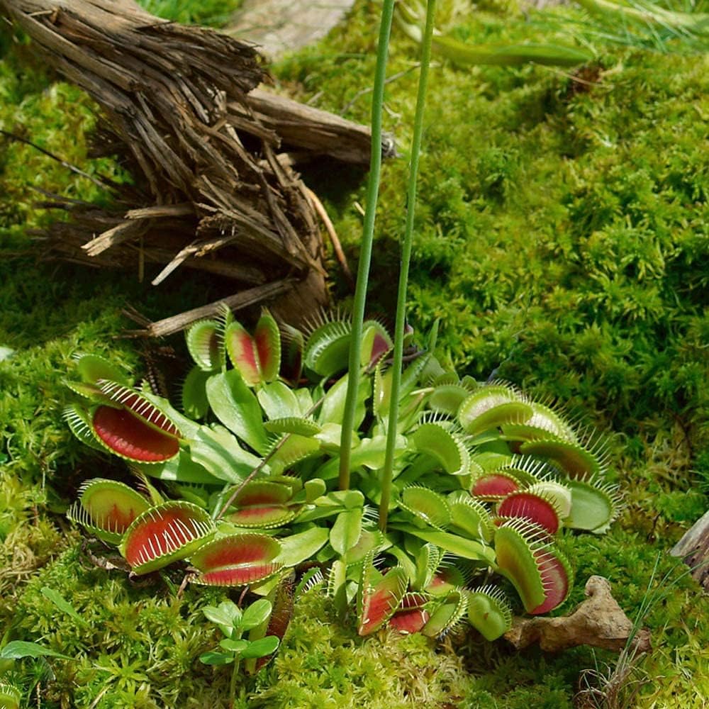 Venus Flytrap Plant Seeds – Carnivorous Indoor & Outdoor Plant – up to 50%