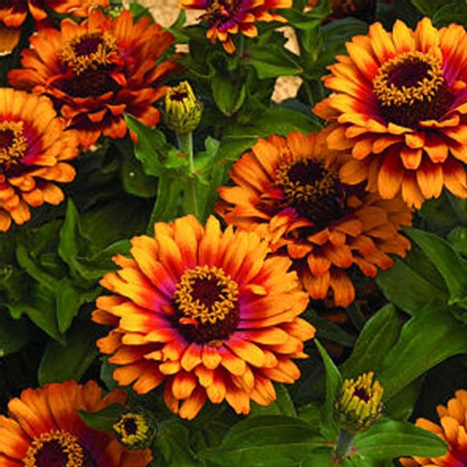 Zowie Yellow Flame Zinnia Seeds up to 50%