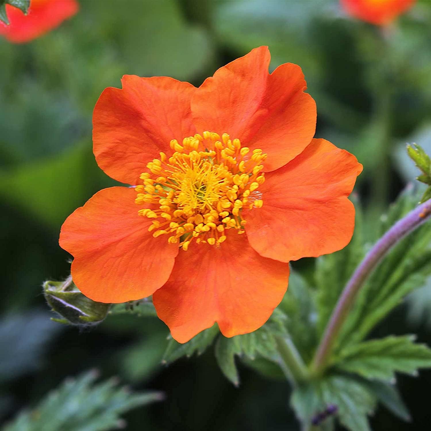 Geum Chiloense Flower Seeds Up to 50% Off
