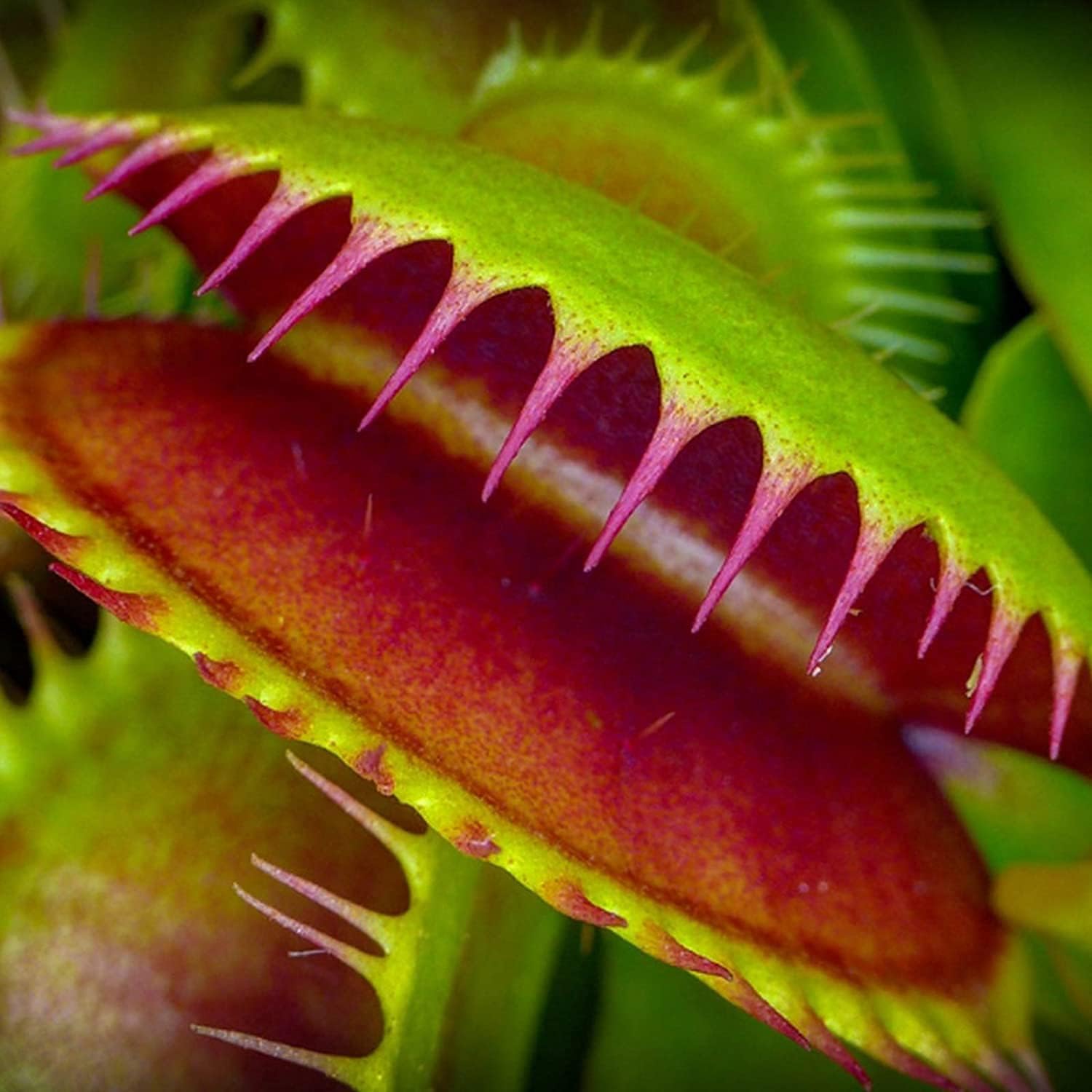 Venus Flytrap Seeds up to 50%