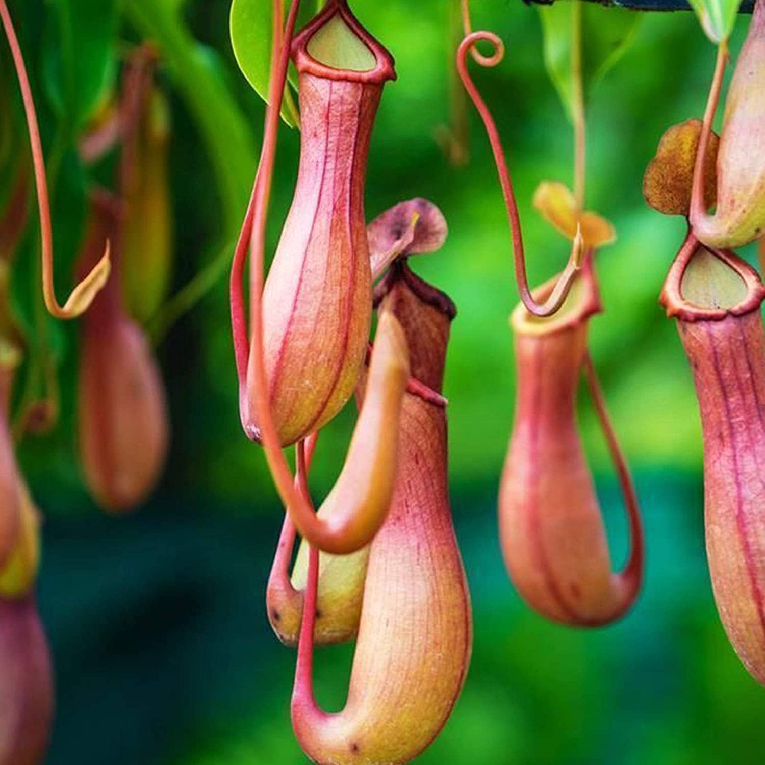 Tropical Pitcher Plant Seeds Up to 50% Off