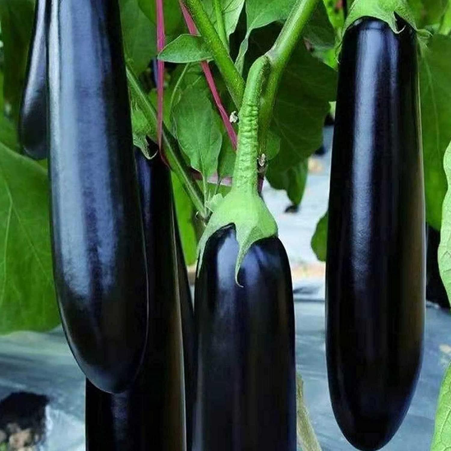 Long Purple Eggplant Seeds up to 50%