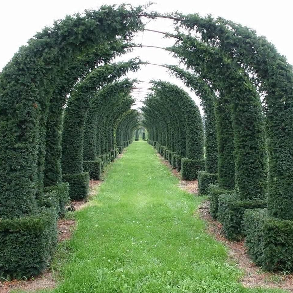 English Yew Tree Seeds Up to 50%