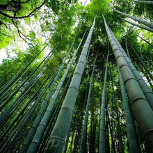 Giant Bamboo Seeds
