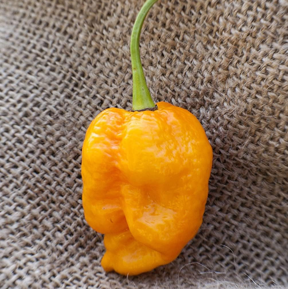 Trinidad Yellow Heirloom Pepper Seeds – Premium Variety– Up to 50%