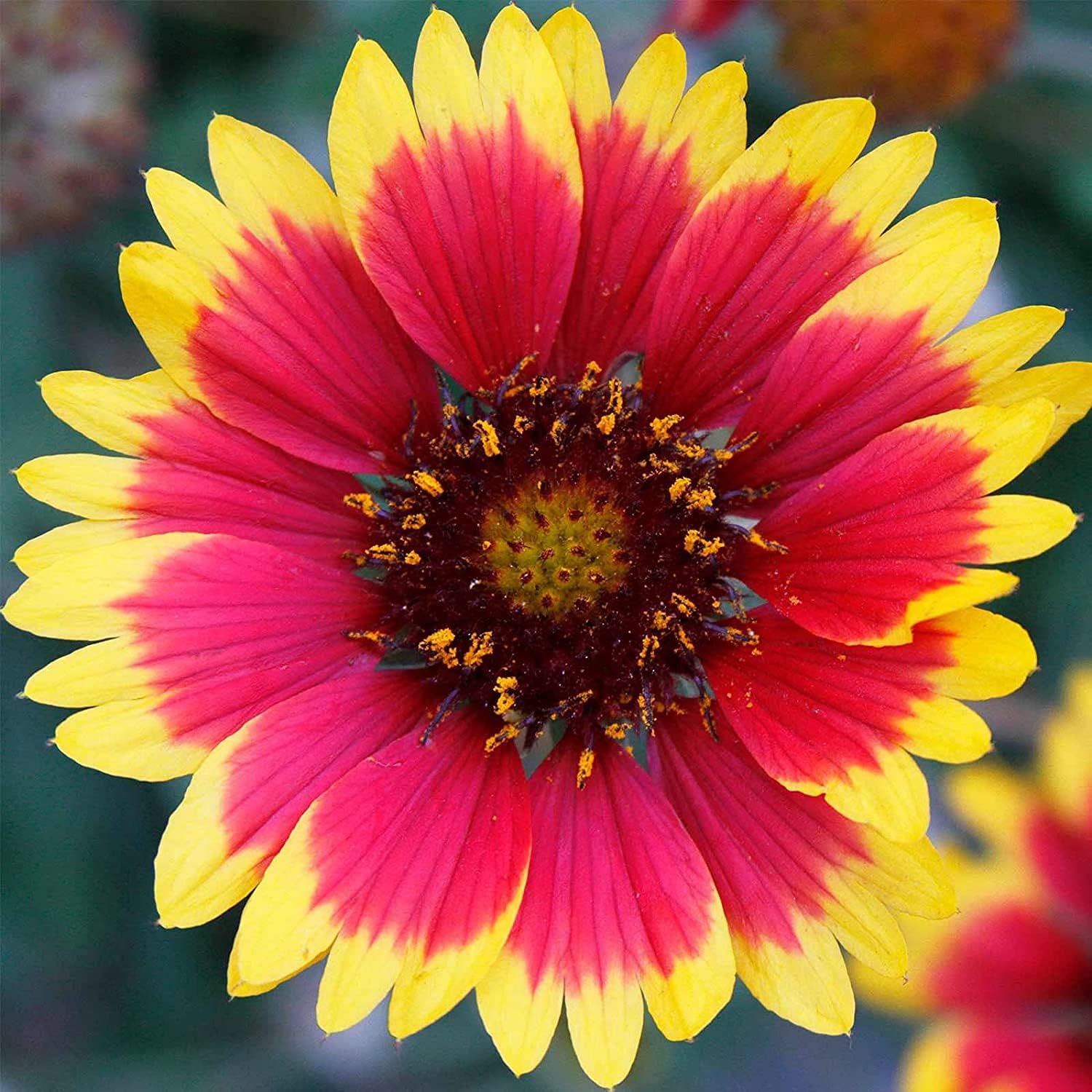 Gaillardia Perennial Wildflower Seeds Up to 50% Off