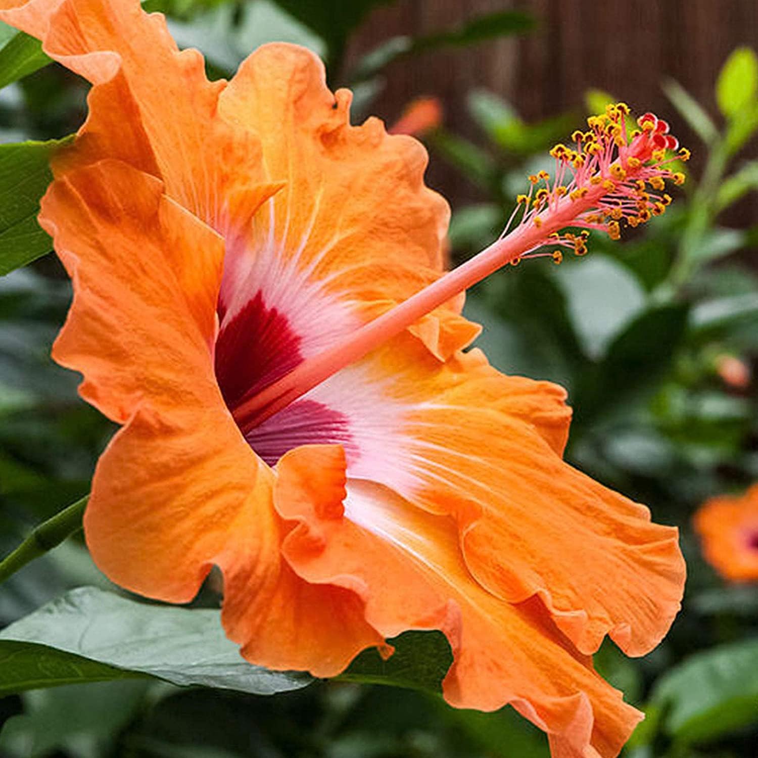 Hibiscus Flower Seeds up to 50%