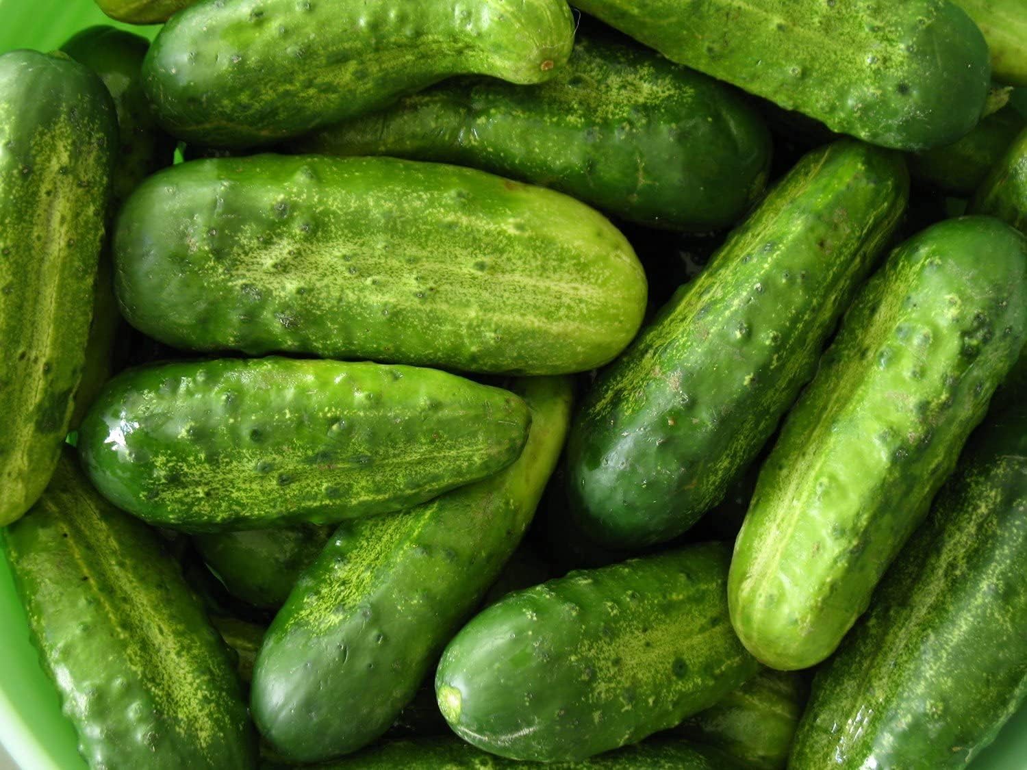 Nezhin Pickling Cucumber Seeds – Crisp Heirloom Variety – up to 50%