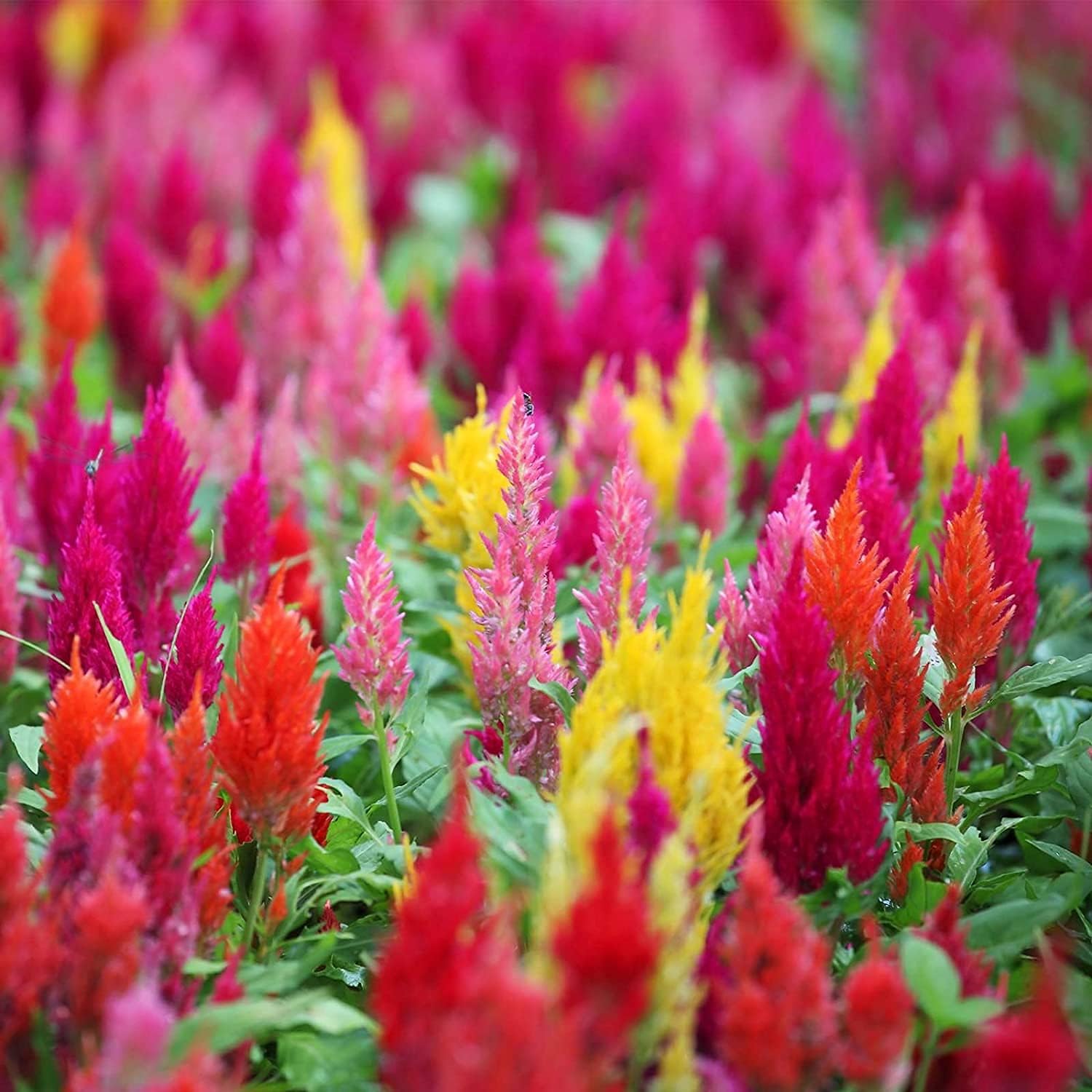 Plumed Castle Celosia Seeds – Multi-Color Mix | Up to 50%