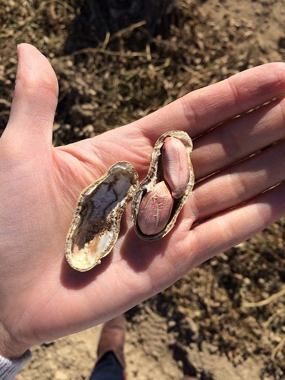 Giant Peanut Seeds up to 50%