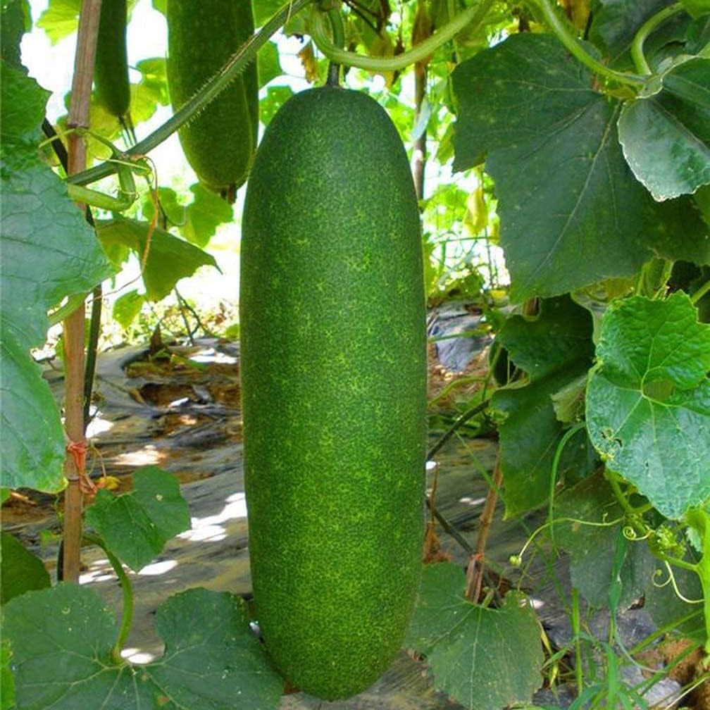 Winter Melon (Wax Gourd) Seeds – Heirloom Vegetable – Up to 50%