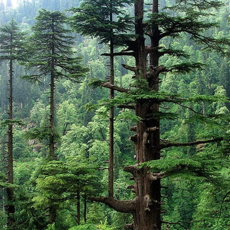 Cedrus deodara seeds  Up to 50%