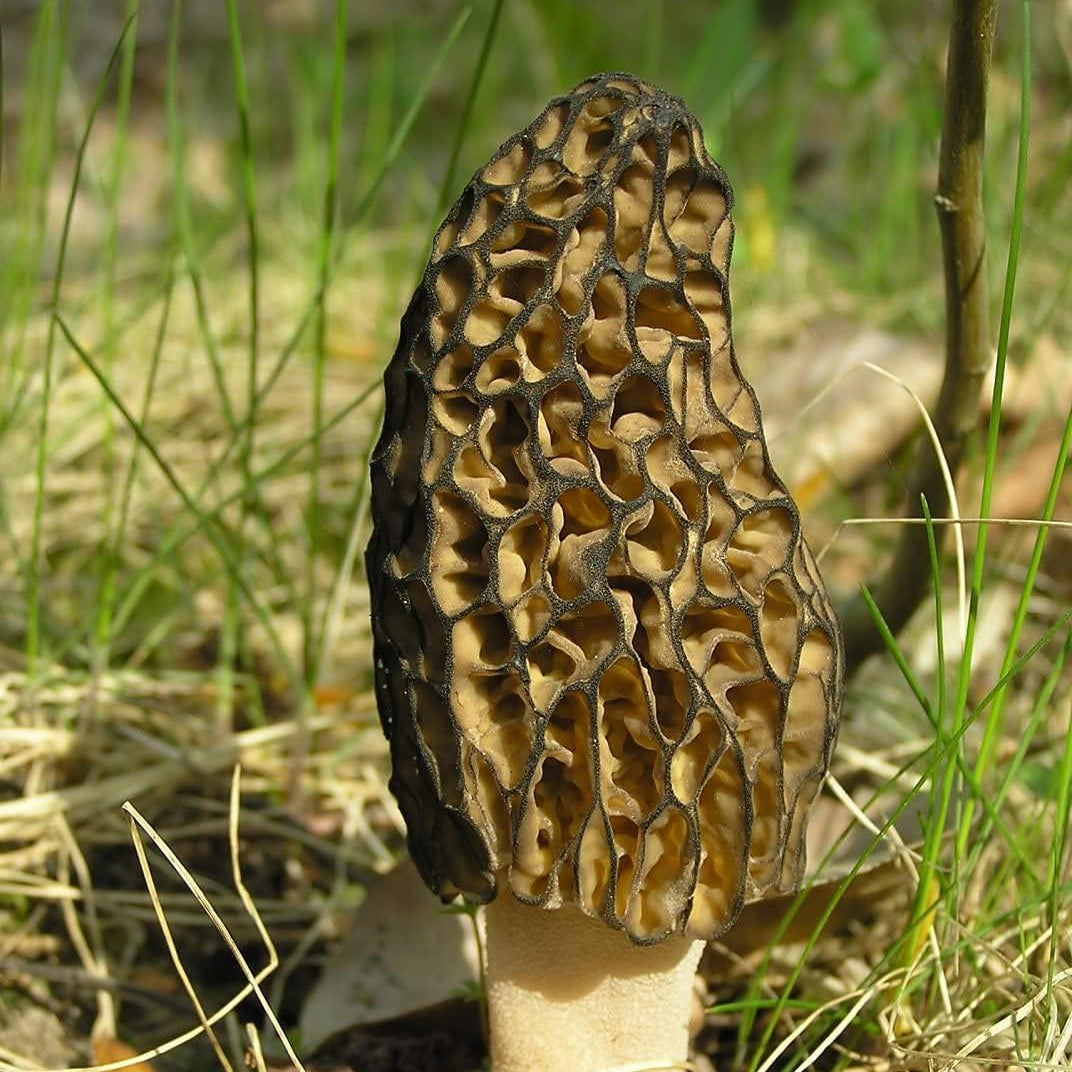 Black Morel Mushroom Seeds – Non-GMO Mycelium Spores for Planting – Up to 50%