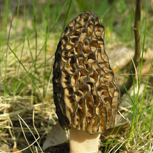 Black Morel Mushroom Spores