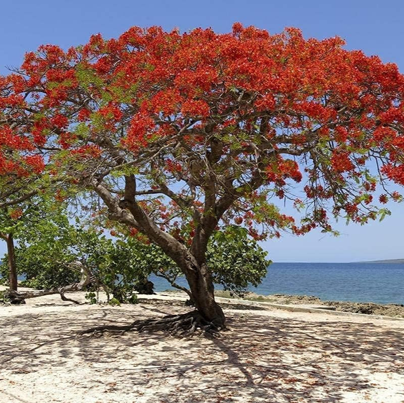 Royal Poinciana (Flame Tree) Seeds – Delonix regia – Up to 50%