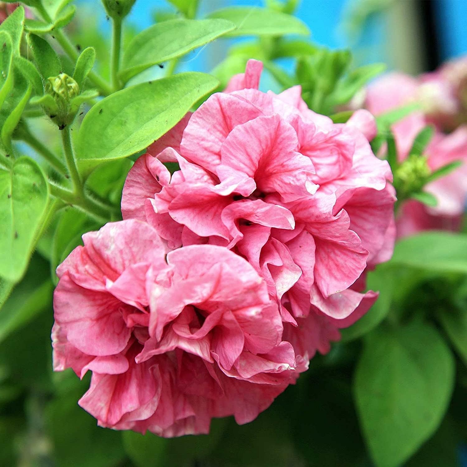Double Grandiflora Petunia Seeds – Pink Annual Garden Flowers – Up to 50%