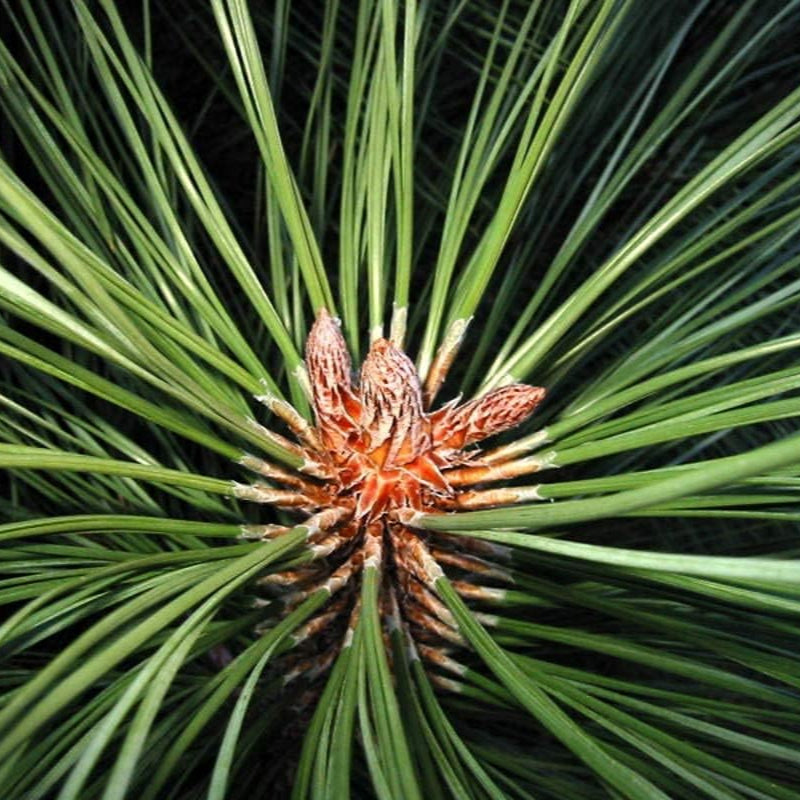 Pinus Ponderosa scopulorum seeds Up to 50%