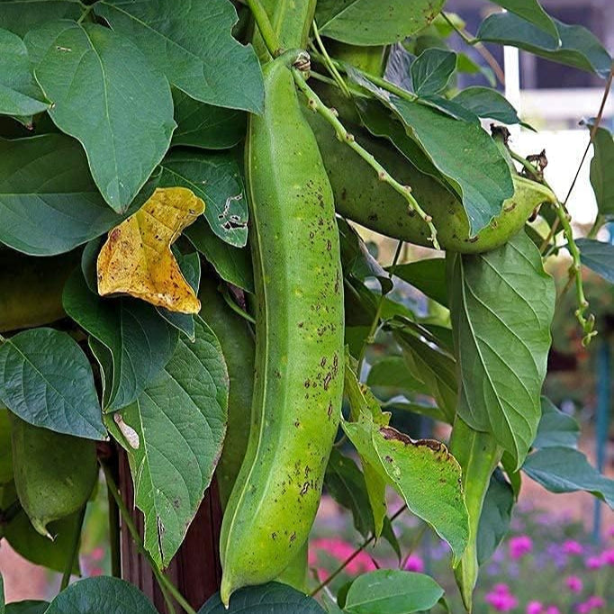 Canavalia ensiformis Seeds – Jack Bean | Up to 50%