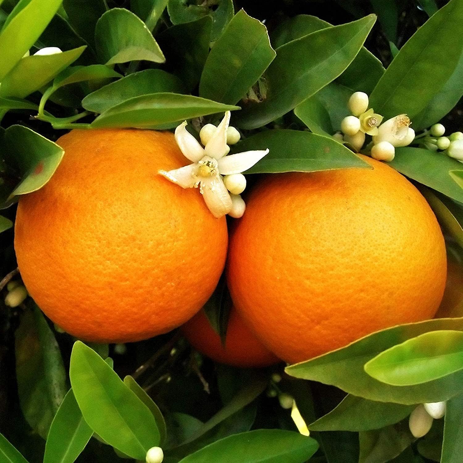 Bonsai Orange Tree Seeds up to 50%