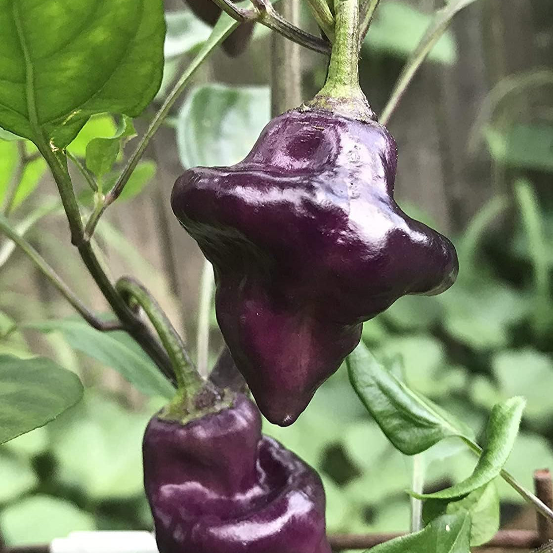Purple UFO Pepper Seeds – Premium Heirloom Variety– Up to 50%