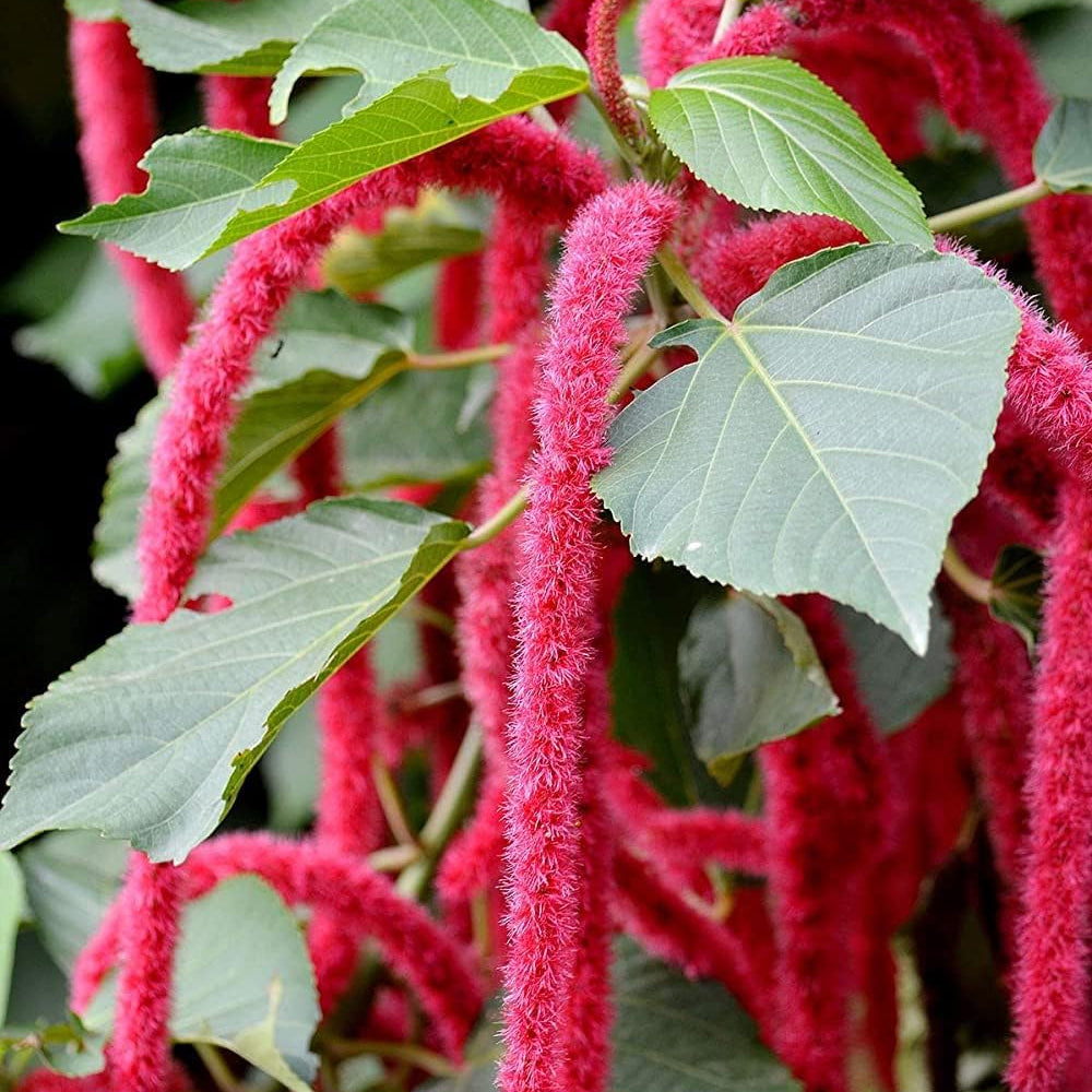Chenille Plant Seeds up to 50%