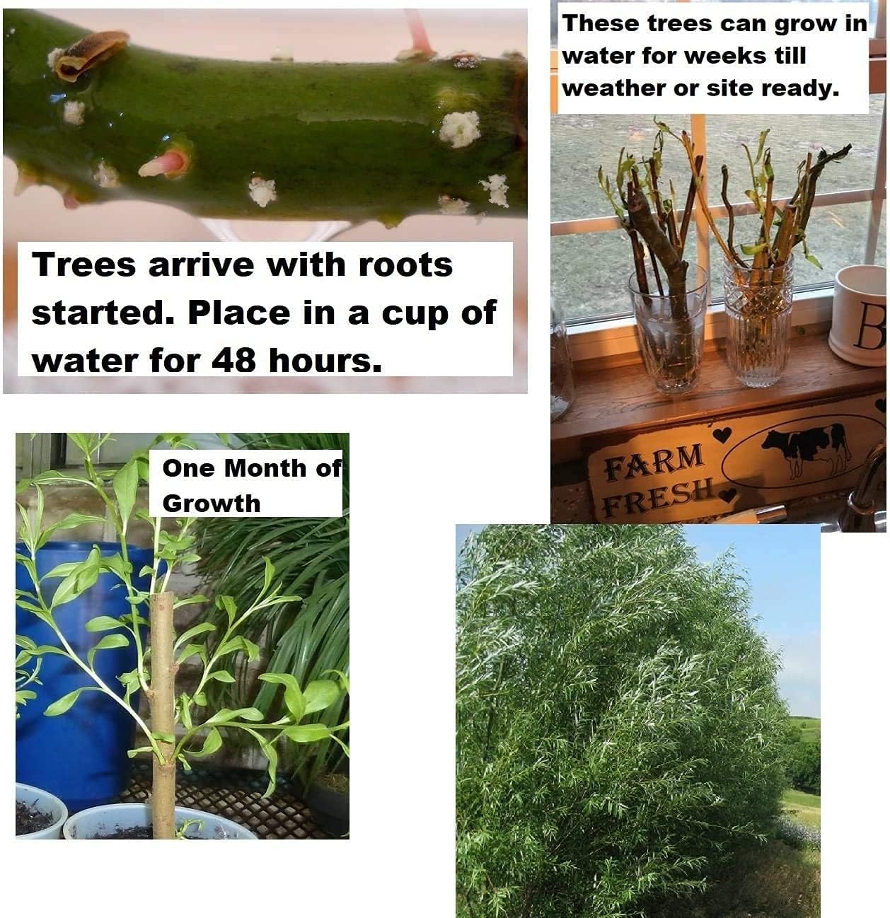 Hybrid Willow Trees seeds up to 50%