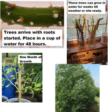 Hybrid Willow Seeds