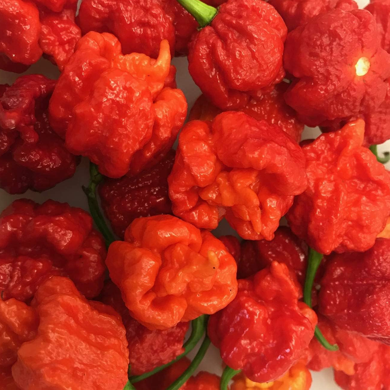 Hurt Berry Pepper Seeds up to 50%