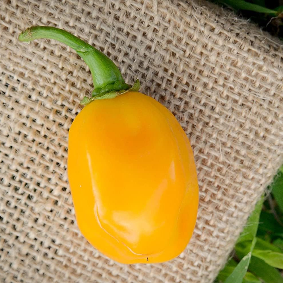 Aji Dulce Yellow Round Heirloom Pepper Seeds – up to 50%
