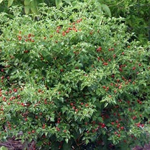 Chile Pequin Pepper Seeds