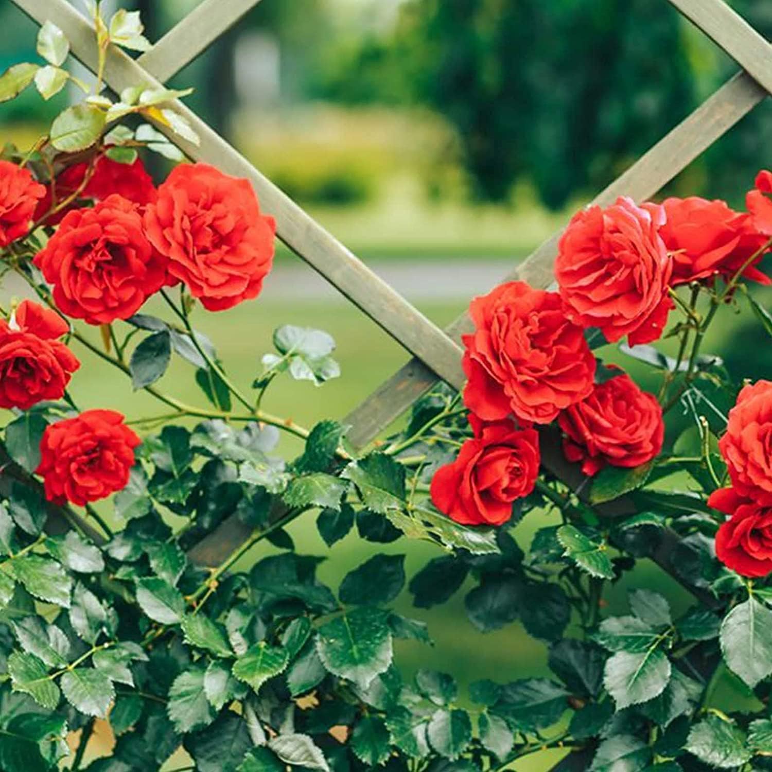 Climbing Rose Flower Seeds up to 50%