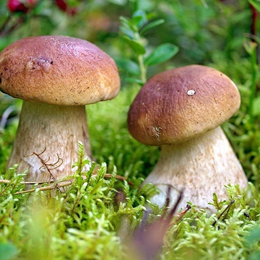 Porcini Mushroom Spores up to 50%