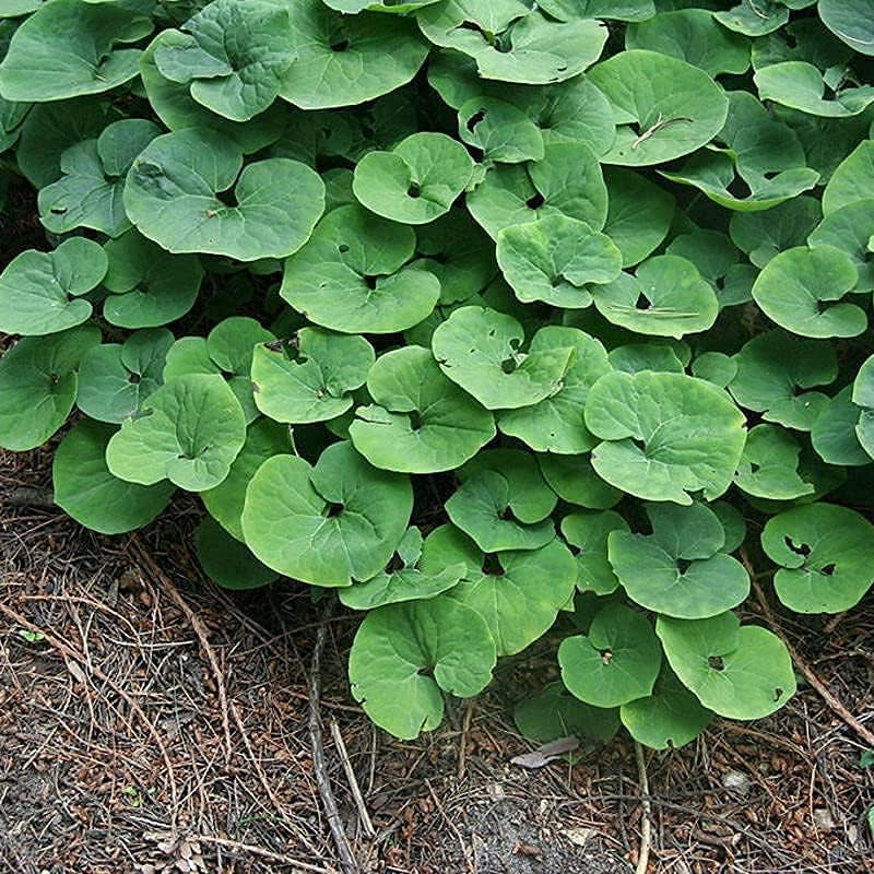 Asarum canadense seeds Up to 50%