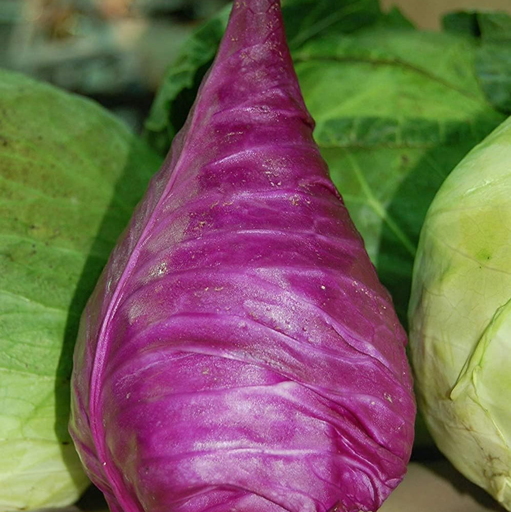 Red Kalibos Cabbage Seeds up to 50%