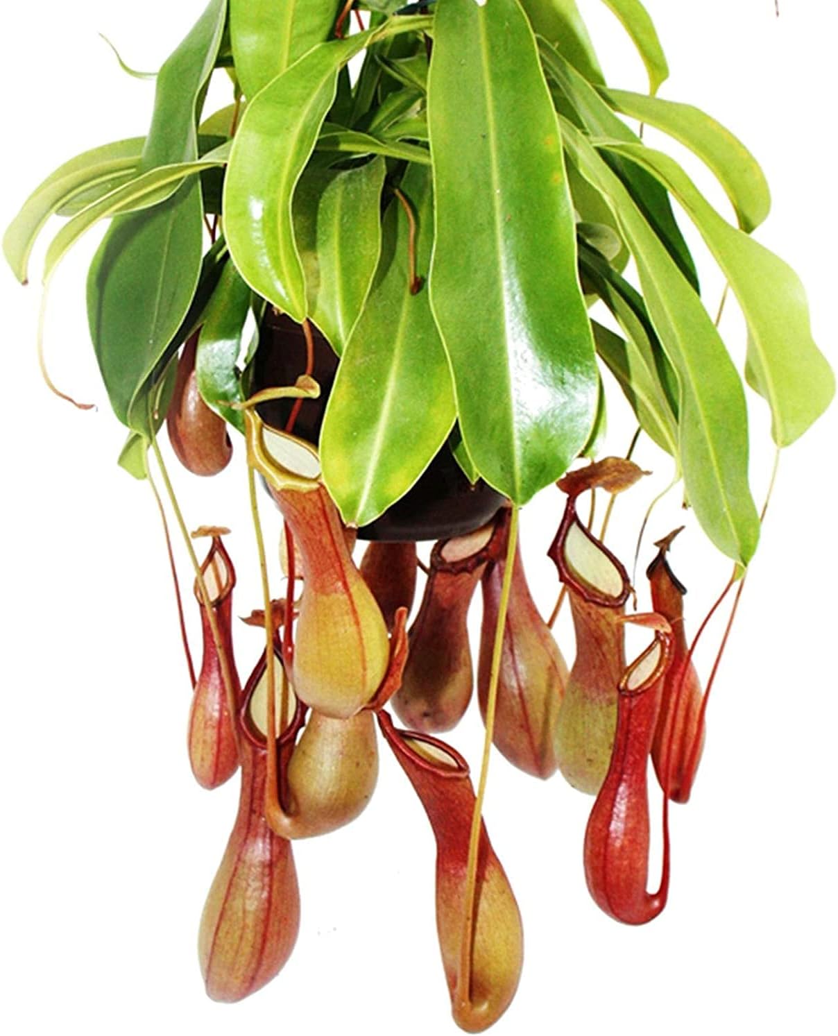 Tropical Pitcher Plant Seeds up to 50%