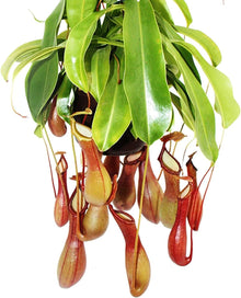 Pitcher Plant Seeds
