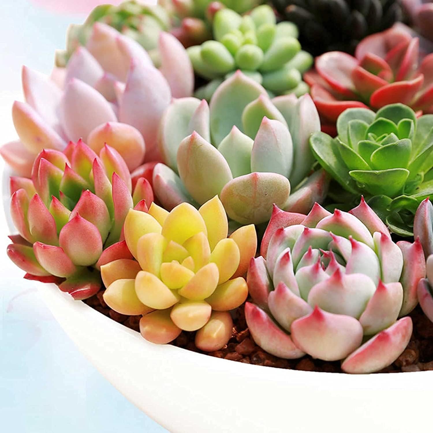 Mixed Succulent Plant Seeds up to 50%