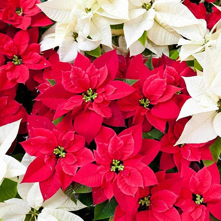 Poinsettia Flower Seeds – Up to 50%