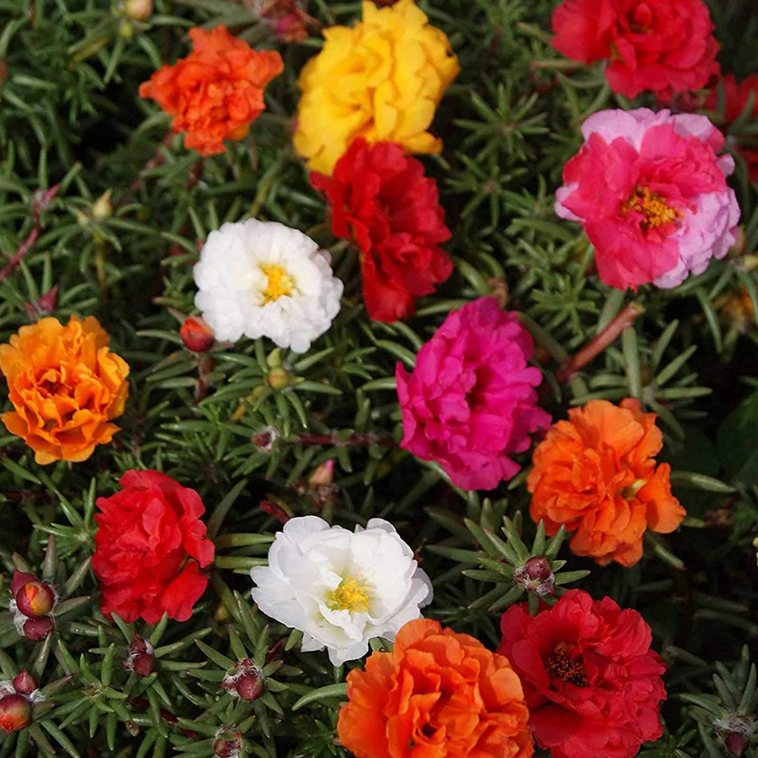 Moss Rose Flower Seeds prime day up to 50%