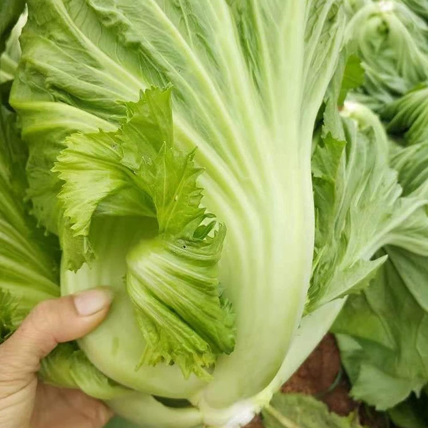 Chinese Heirloom Vegetable Seeds up to 50%