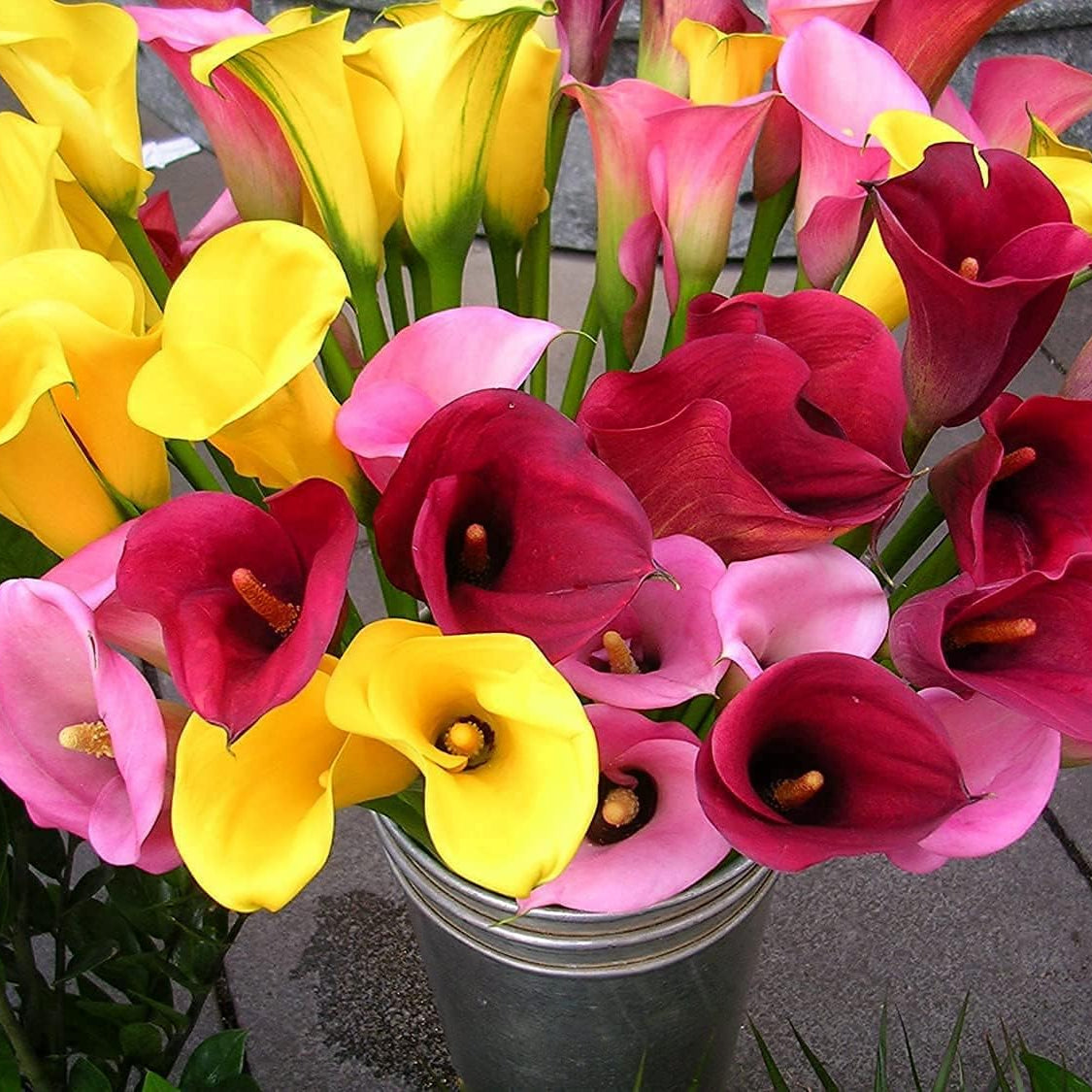 Mixed Calla Lily Seeds up to 50%