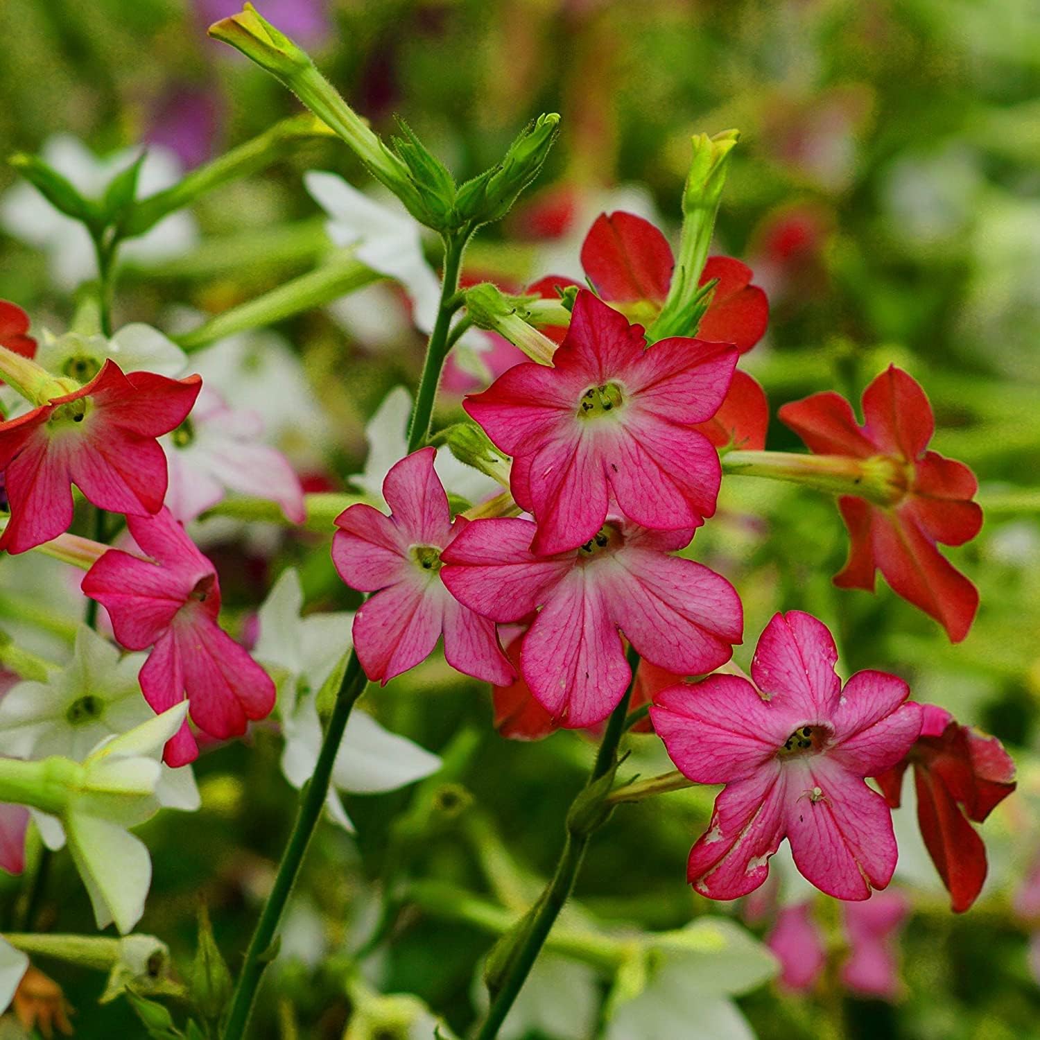 Nicotiana Crimson Bedder Seeds – prime day up to 50%