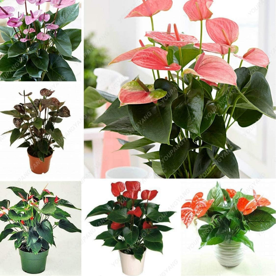 Purple Anthurium Flower Seeds Up to 50% Off
