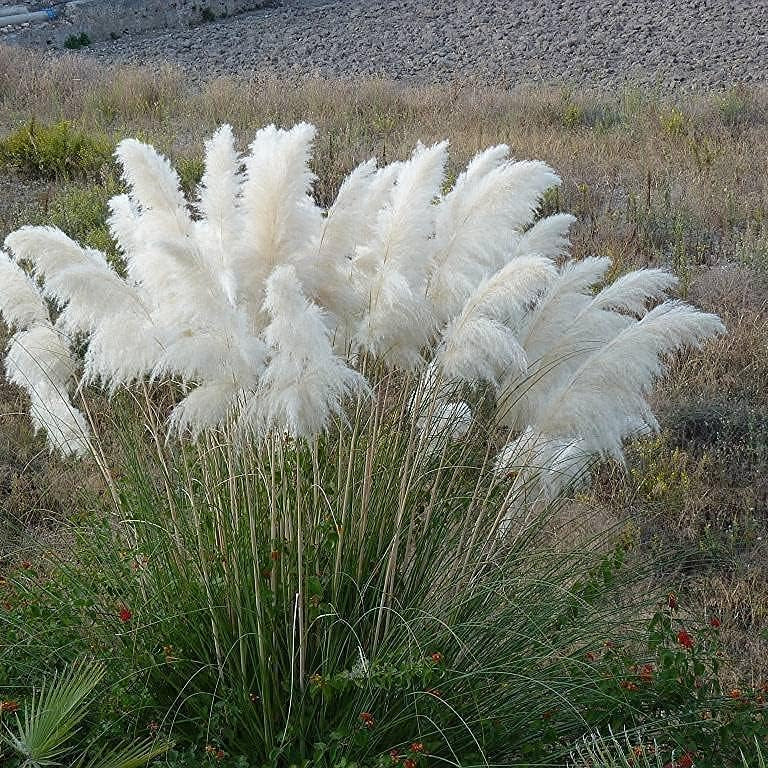 White Pampas Grass Seeds Up to 50% Off
