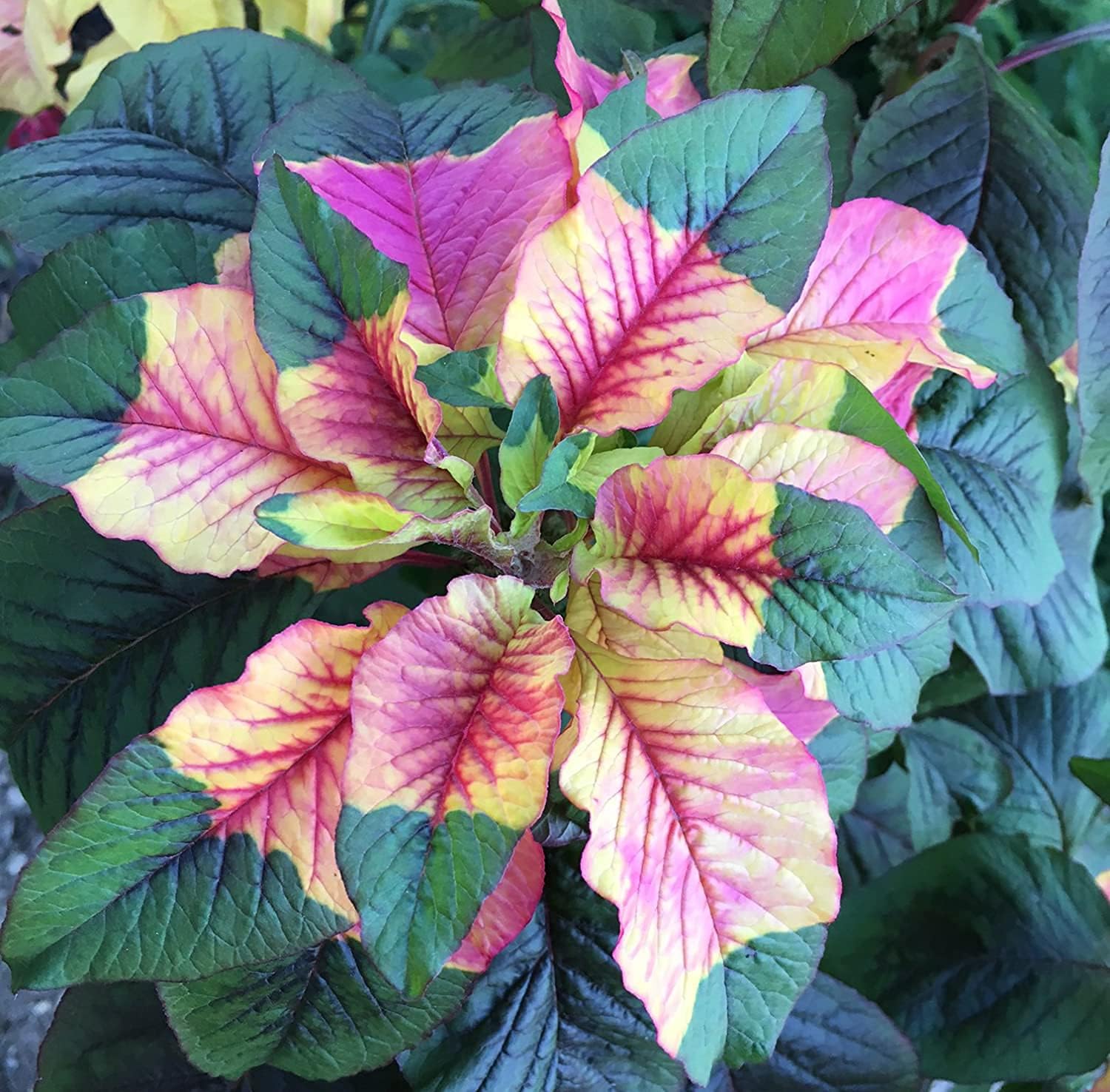 Joseph&#39;s Coat Amaranthus Tricolor Seeds – Up to 50%