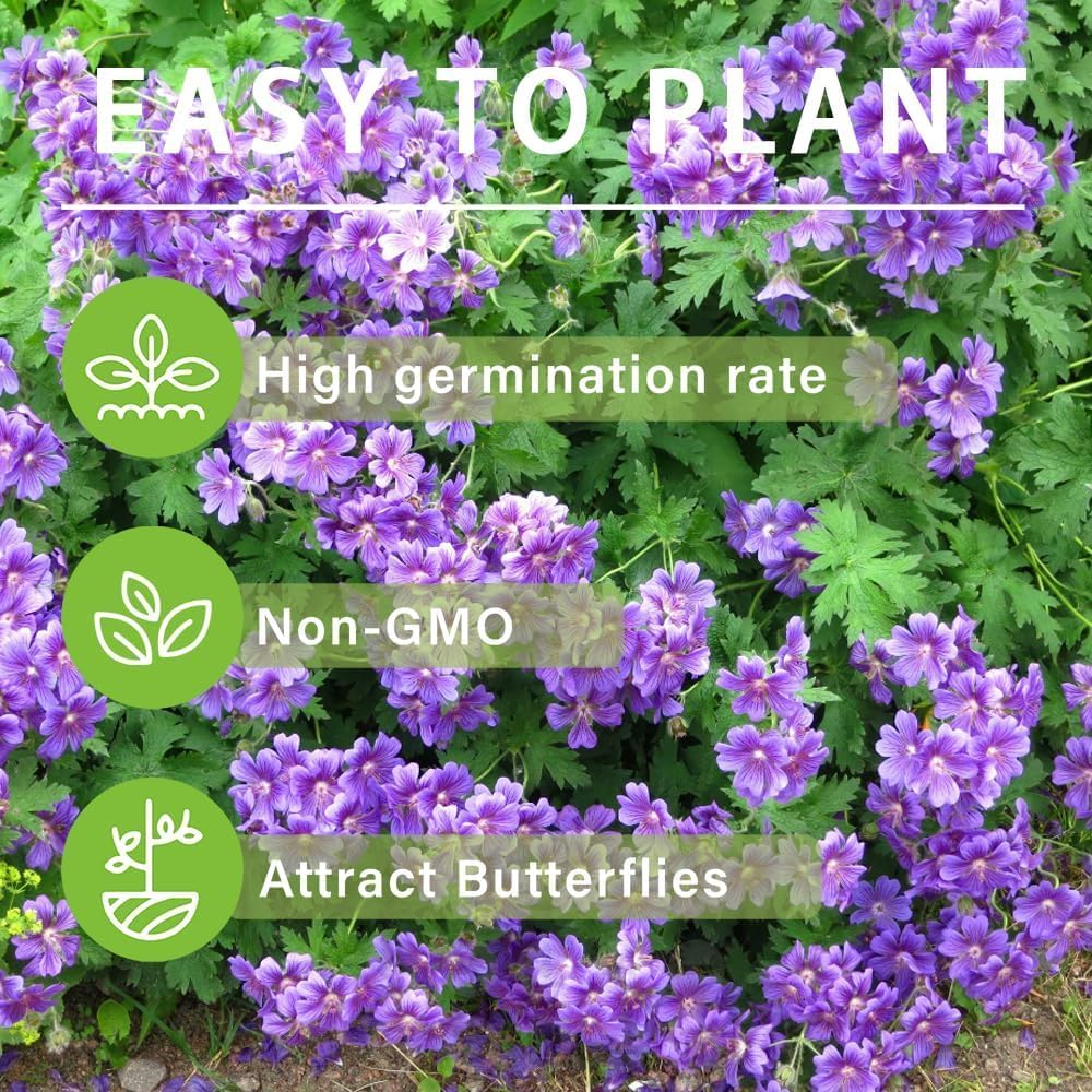 Violet Double Geranium Seeds ¨C Rare Perennial Flower for Garden & Pollinators ¨C up to 50%